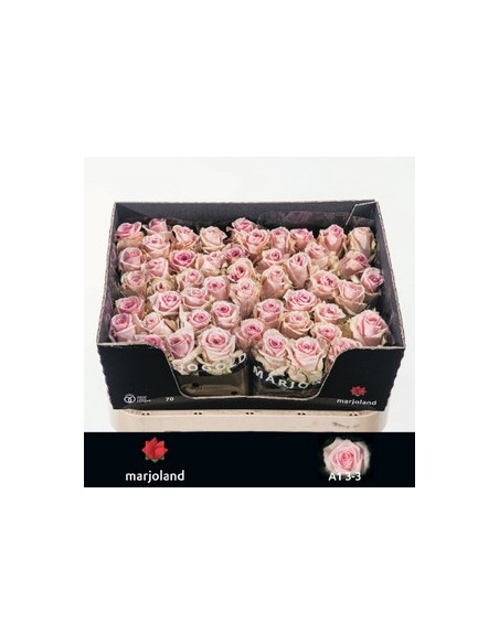 ROSA HOL SWEET DOLOMITI 70CM PREU TIJA POMX10