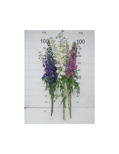 DELFINIUM EXTRA 100CM POMX5