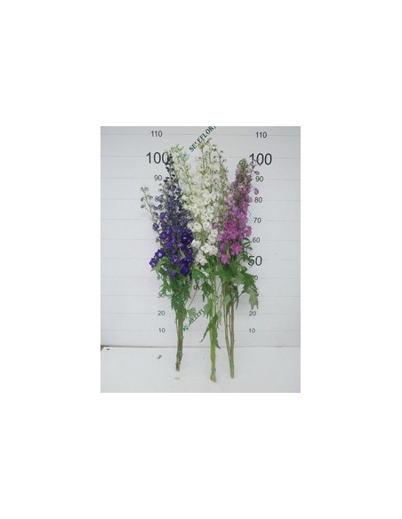 DELFINIUM EXTRA 100CM POMX5