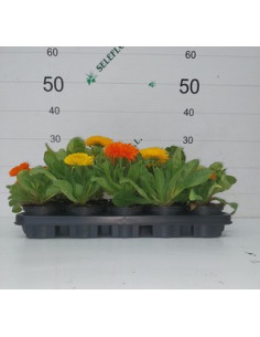 CALENDULA OFFICINALIS T11CM "BOIJAC" 2