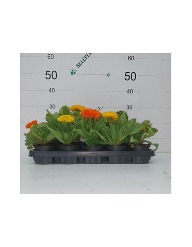 CALENDULA OFFICINALIS T11CM "BOIJAC"