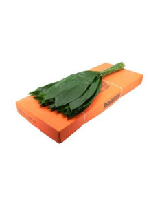 ASPIDISTRA 70CM MITJANA PREU POM