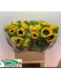 GIRASOL IMPORT 80CM PREU TIJA POMX10