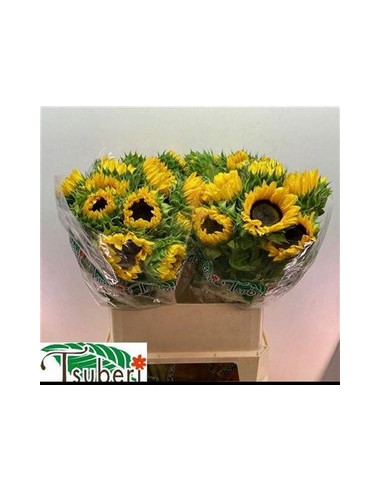 GIRASOL IMPORT 80CM PREU TIJA POMX10