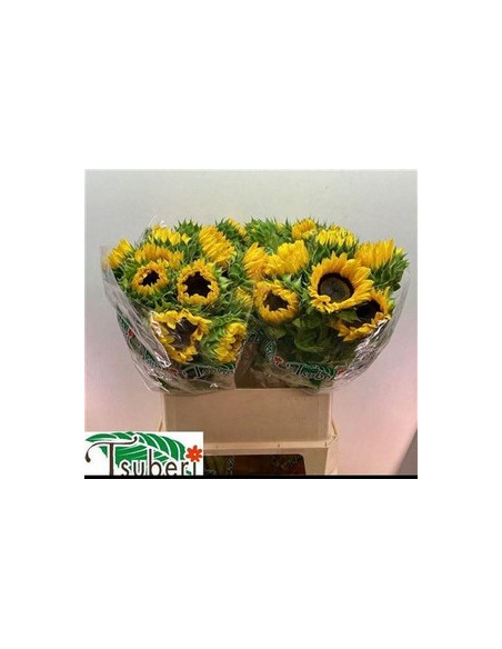 GIRASOL IMPORT 80CM PREU TIJA POMX10