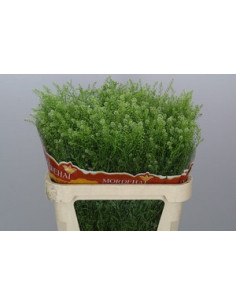 LEPIDIUM GREEN BELL 80CM PREU TIJA POMX25