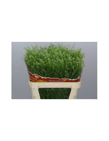 LEPIDIUM GREEN BELL 80CM PREU TIJA POMX25
