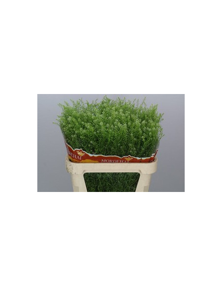 LEPIDIUM GREEN BELL 80CM PREU TIJA POMX25