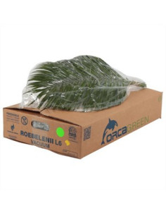 ROBELLINI 60CM PREU POM