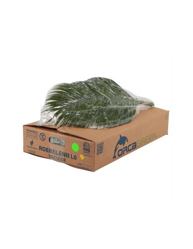 ROBELLINI 60CM PREU POM