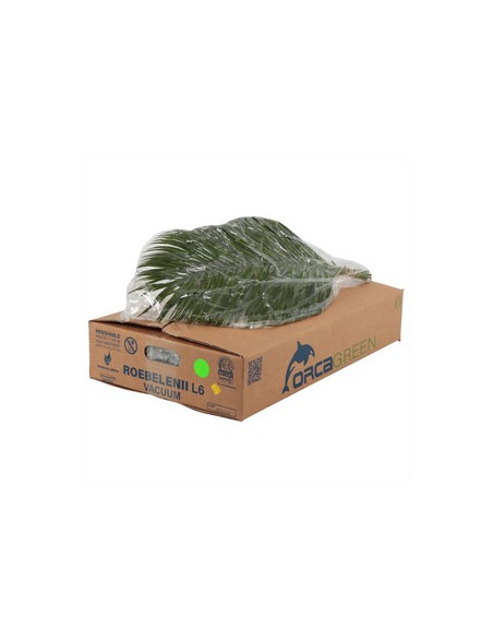 ROBELLINI 60CM PREU POM