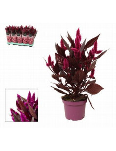 CELOSIA DEEP PURPLE T12CM
