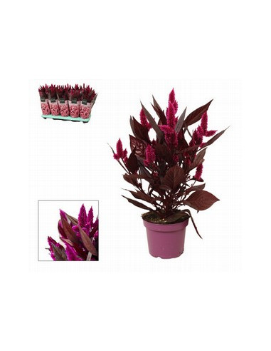CELOSIA DEEP PURPLE T12CM