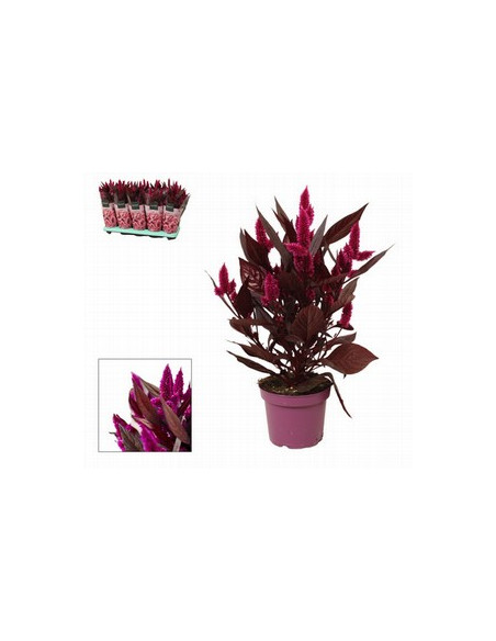 CELOSIA DEEP PURPLE T12CM