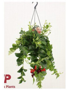 AESCHYNANTHUS MONA LISA T15CM PENJADOR