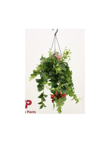 AESCHYNANTHUS MONA LISA T15CM PENJADOR