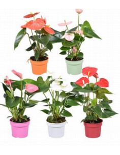 ANTHURIUM IMP T12CM MIX
