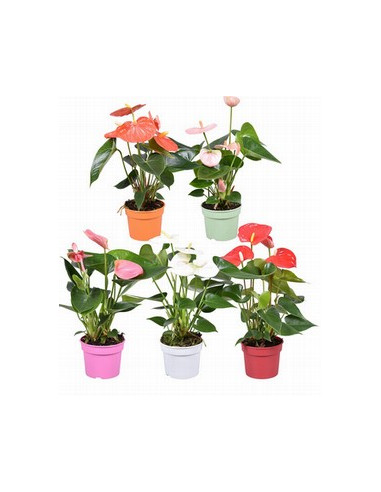 ANTHURIUM IMP T12CM MIX