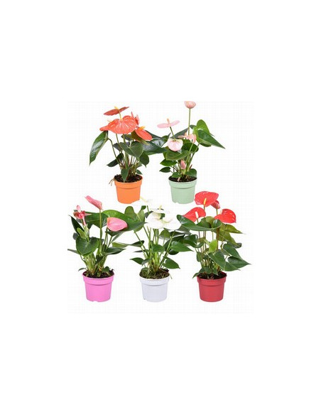 ANTHURIUM IMP T12CM MIX