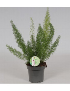 ASPARRAGUS MEYERI T13CM