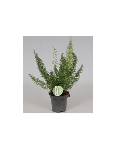 ASPARRAGUS MEYERI T13CM