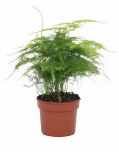 ASPARRAGUS PLUMOSUS T12CM