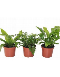 ASPLENIUM NIDUS IMP T12CM MIX 2