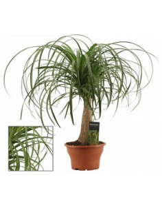 BEAUCARNEA RECURVATA T17CM