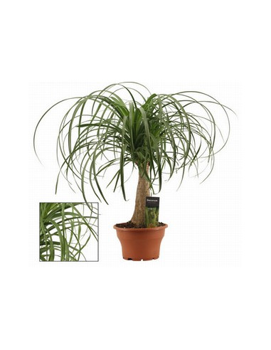 BEAUCARNEA RECURVATA T17CM