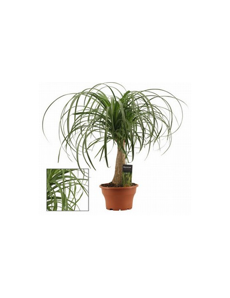 BEAUCARNEA RECURVATA T17CM