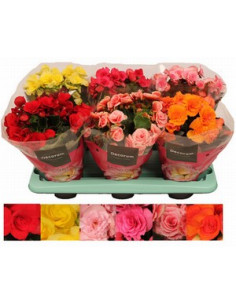 BEGONIA ELATIOR IMP MIX T13CM 2