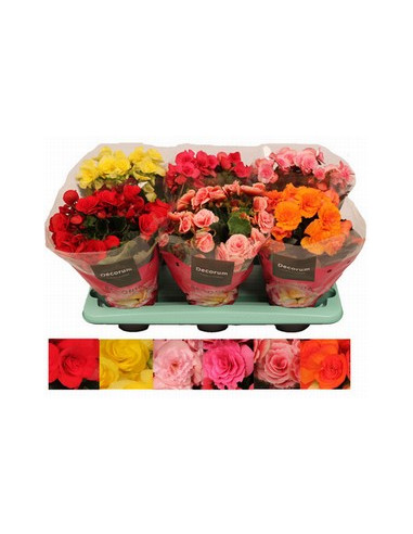 BEGONIA ELATIOR MIX T13CM