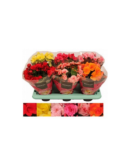BEGONIA ELATIOR MIX T13CM