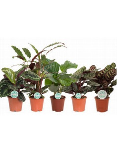 CALATHEA MIX T19CM