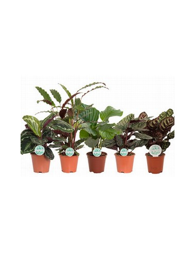 CALATHEA MIX T19CM