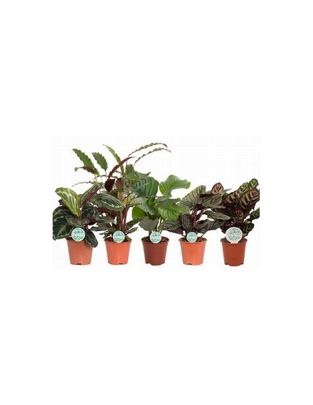 CALATHEA MIX T19CM