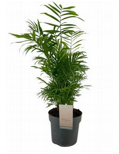 CHAMAEDOREA T14CM