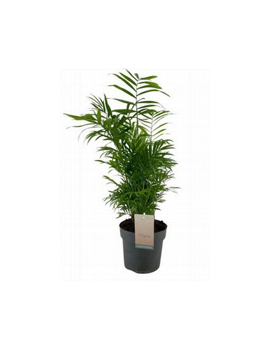 CHAMAEDOREA T14CM
