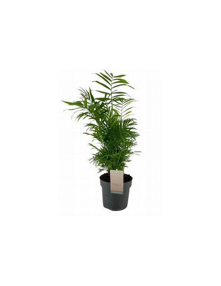 CHAMAEDOREA T14CM