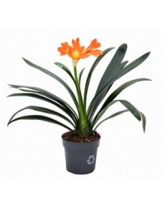 CLIVIA MINIATA T14CM