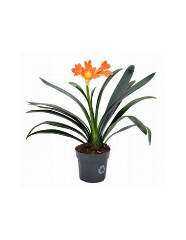 CLIVIA MINIATA T14CM