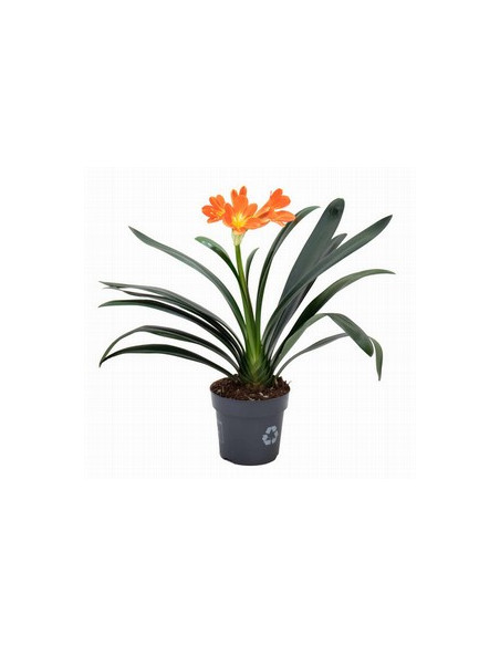 CLIVIA MINIATA T14CM