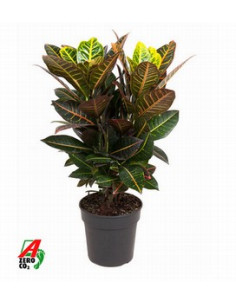 CROTON PETRA T17CM