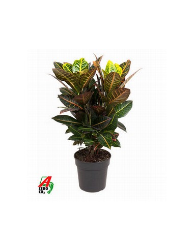 CROTON PETRA T17CM