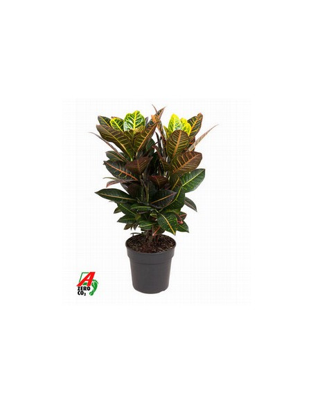 CROTON PETRA T17CM