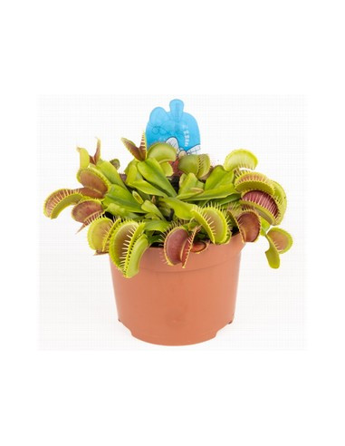 CARNÍVORA DIONAENEA T8,5CM