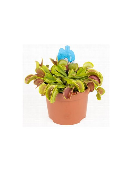 CARNÍVORA DIONAENEA T8,5CM