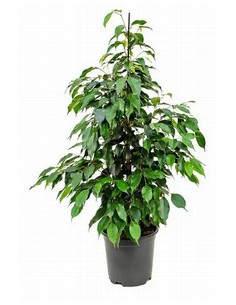 FICUS BENJAMINA DANIELLE T20CM 120CM