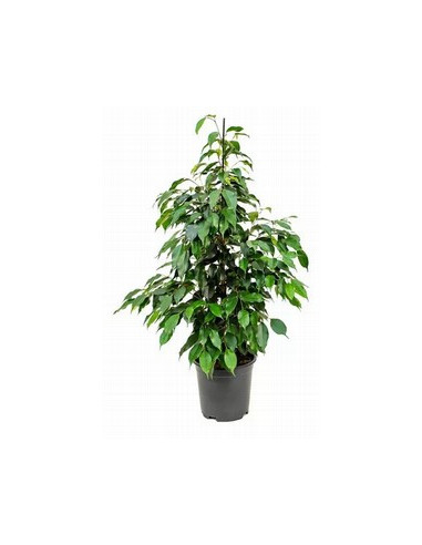 FICUS BENJAMINA DANIELLE T20CM 120CM