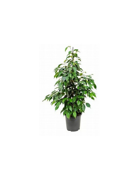 FICUS BENJAMINA DANIELLE T20CM 120CM